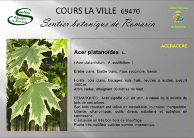 La Flore du Sentier Botanique de Romarin