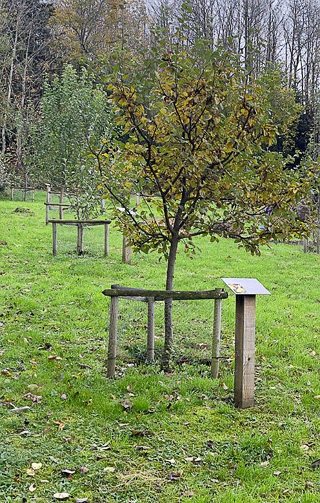 Arbre fruitié