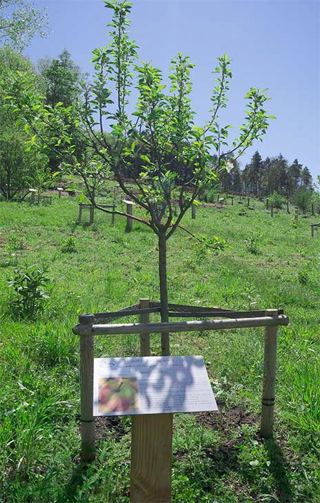 Arbre fruitié - Pommier