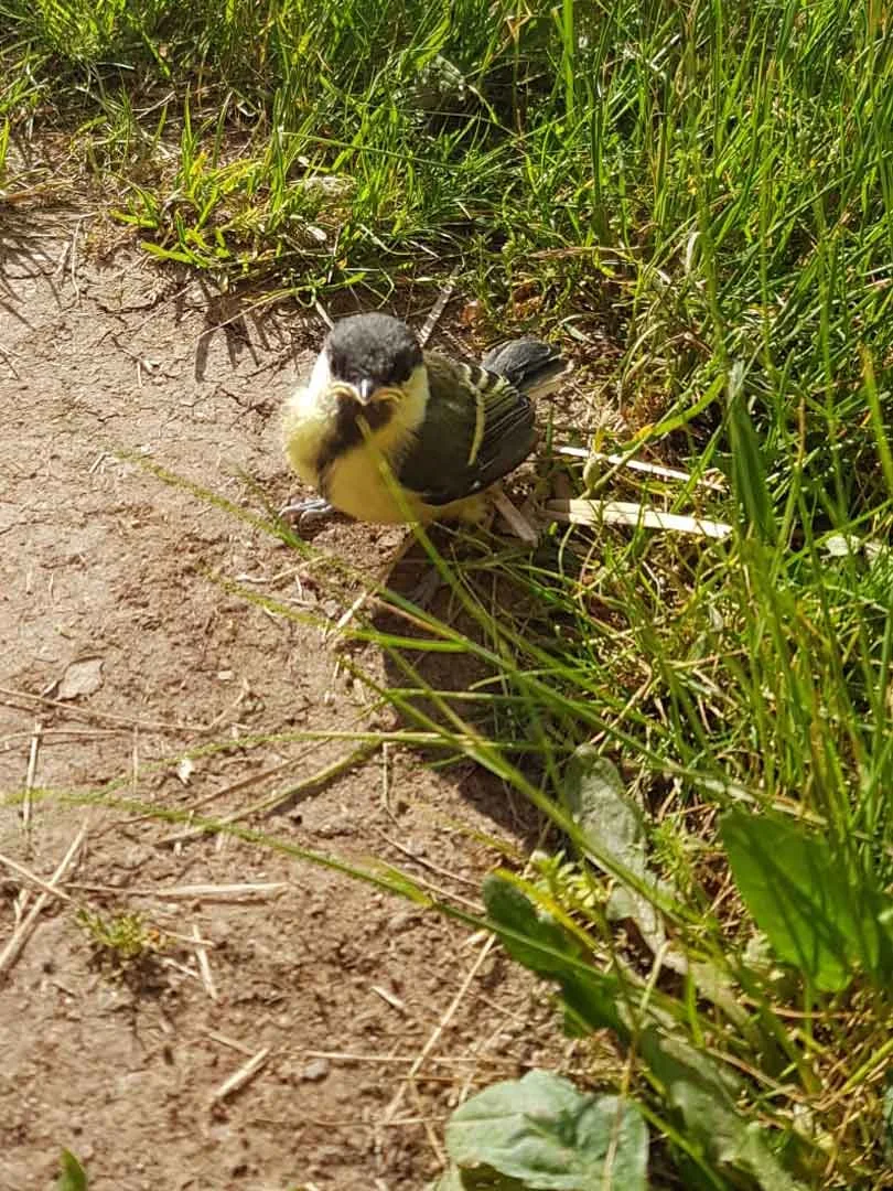 Mésange