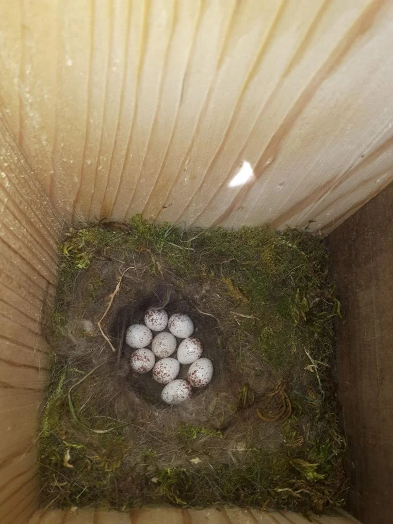 oeufs de Mésange