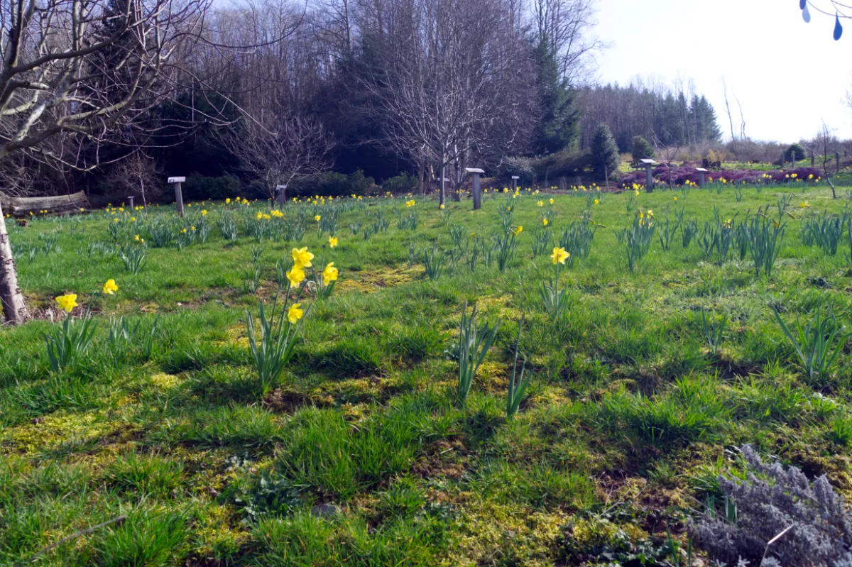 Les Jonquilles du Sentier Botanique Les Jonquilles du Sentier Botanique