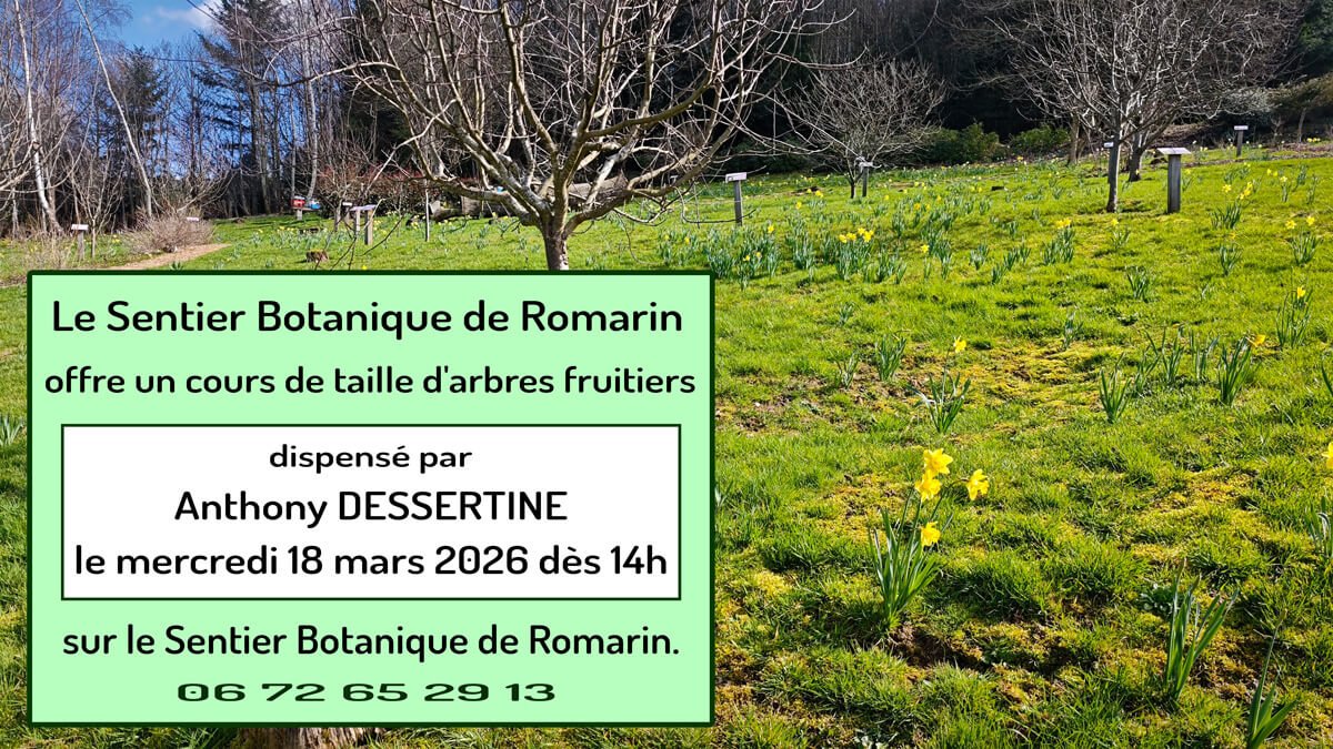 taille-arbre-18-03-2026