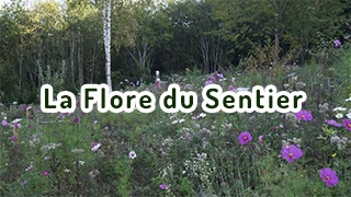 la flore du sentier la-flore-du-sentier